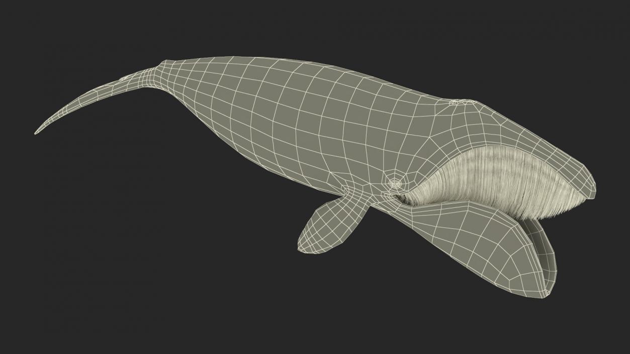 3D Greenland Right Whale