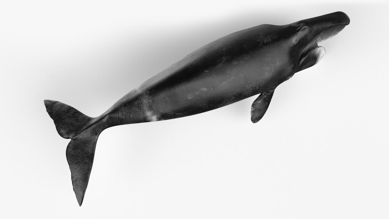 3D Greenland Right Whale