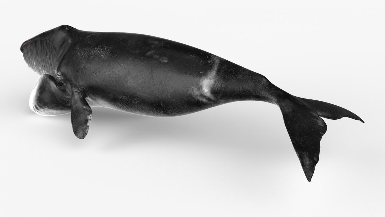 3D Greenland Right Whale