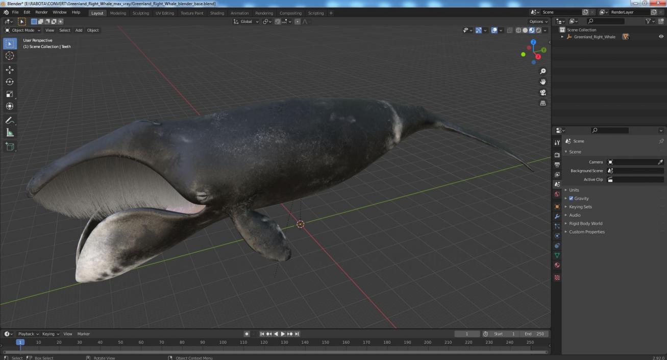 3D Greenland Right Whale