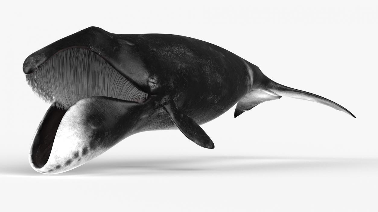 3D Greenland Right Whale