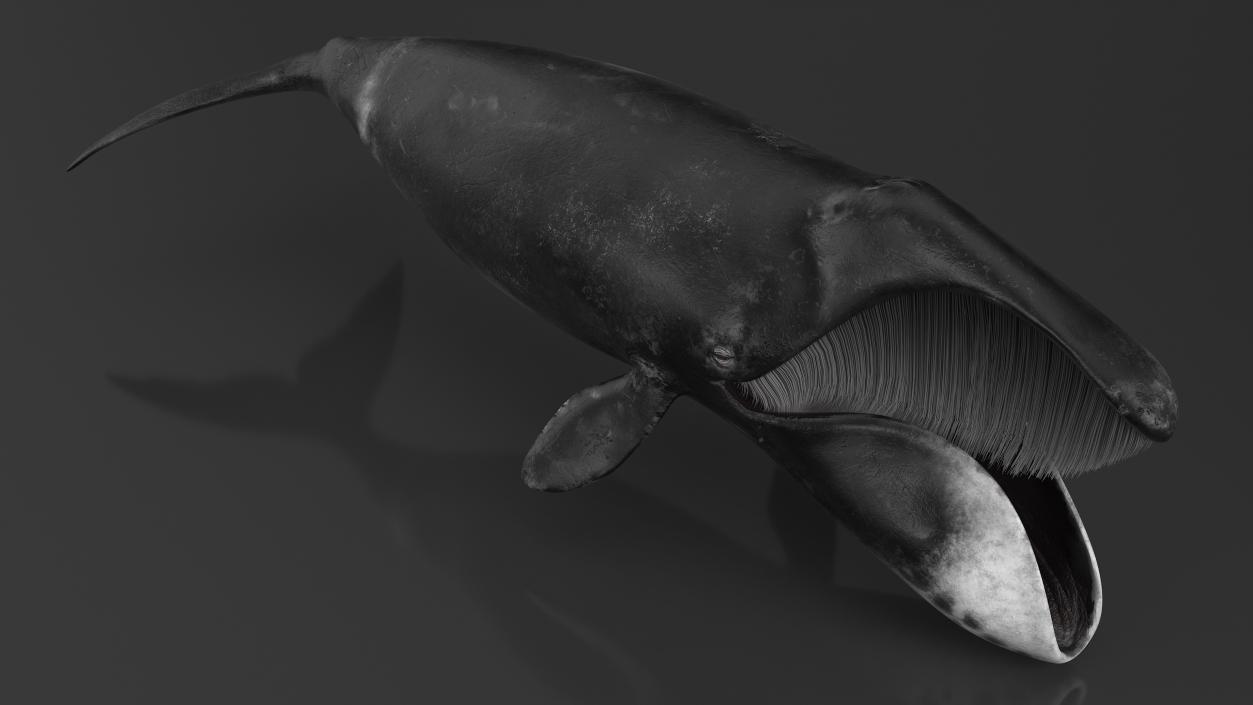 3D Greenland Right Whale