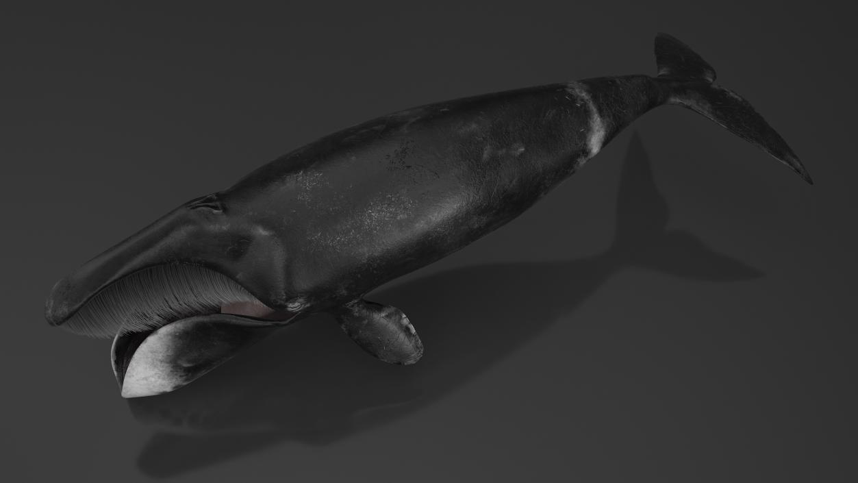 3D Greenland Right Whale