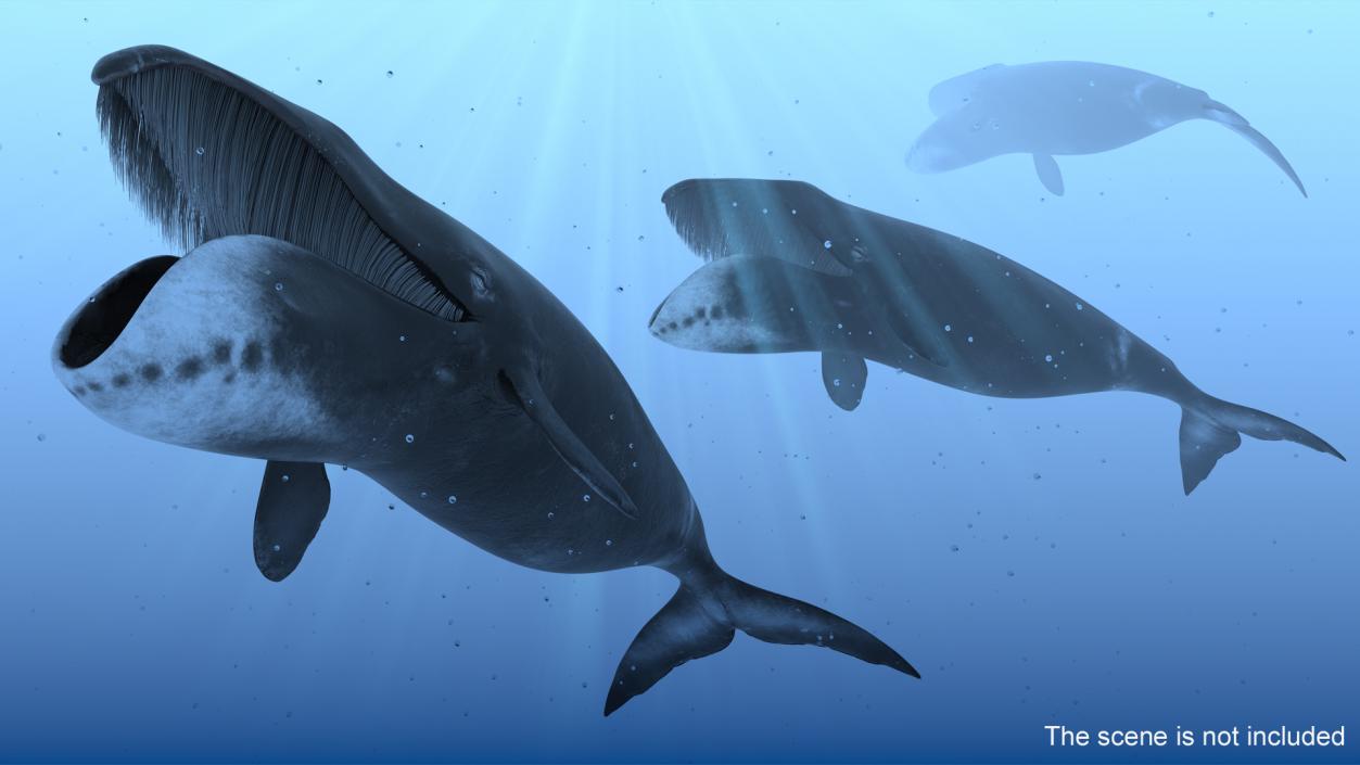 3D Greenland Right Whale