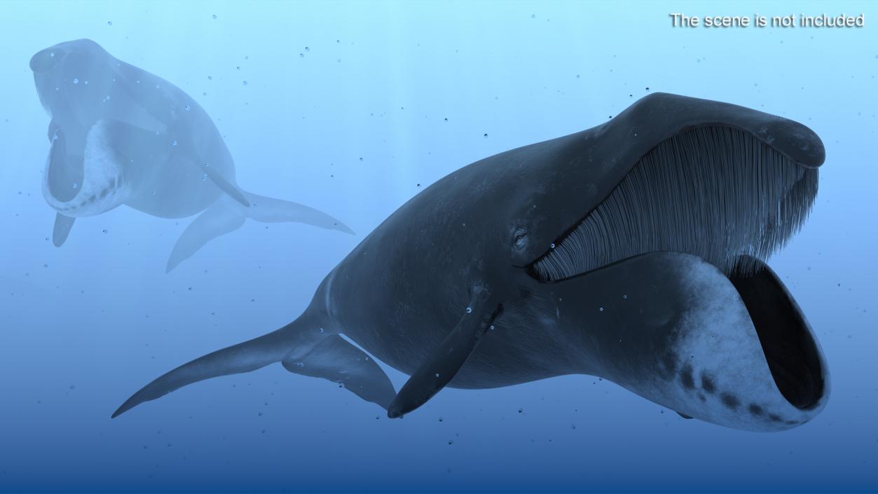 3D Greenland Right Whale