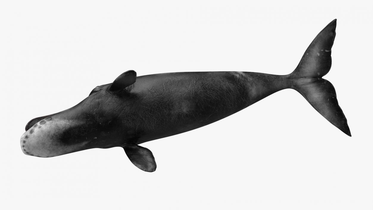 3D Greenland Right Whale