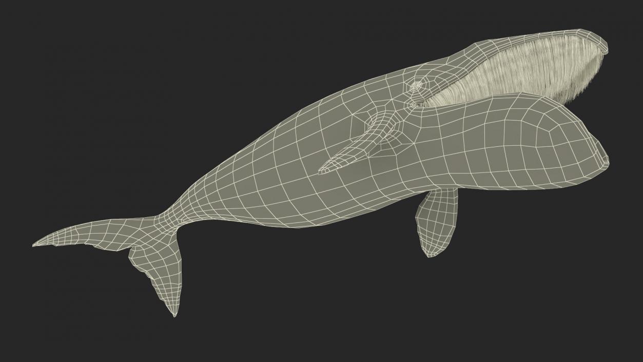 3D Greenland Right Whale