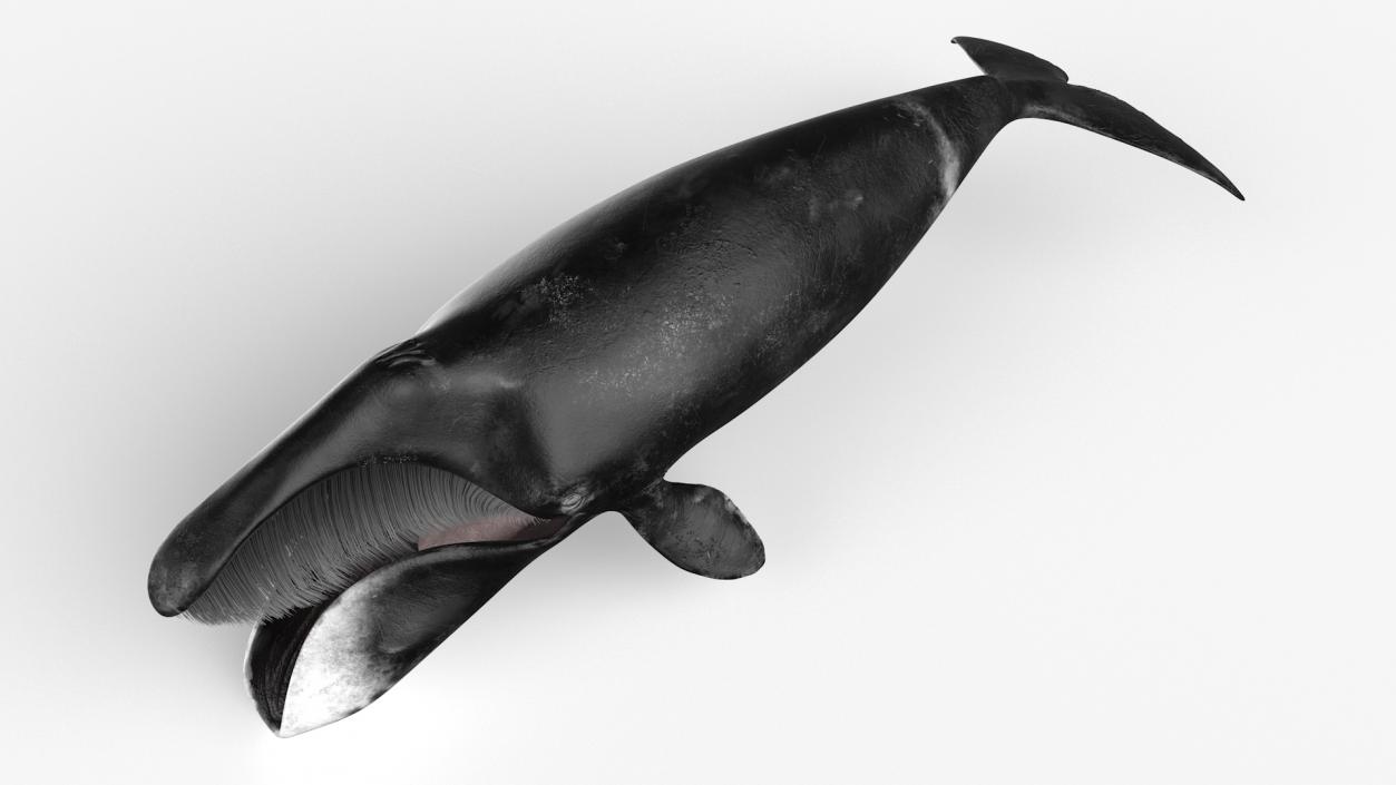 3D Greenland Right Whale