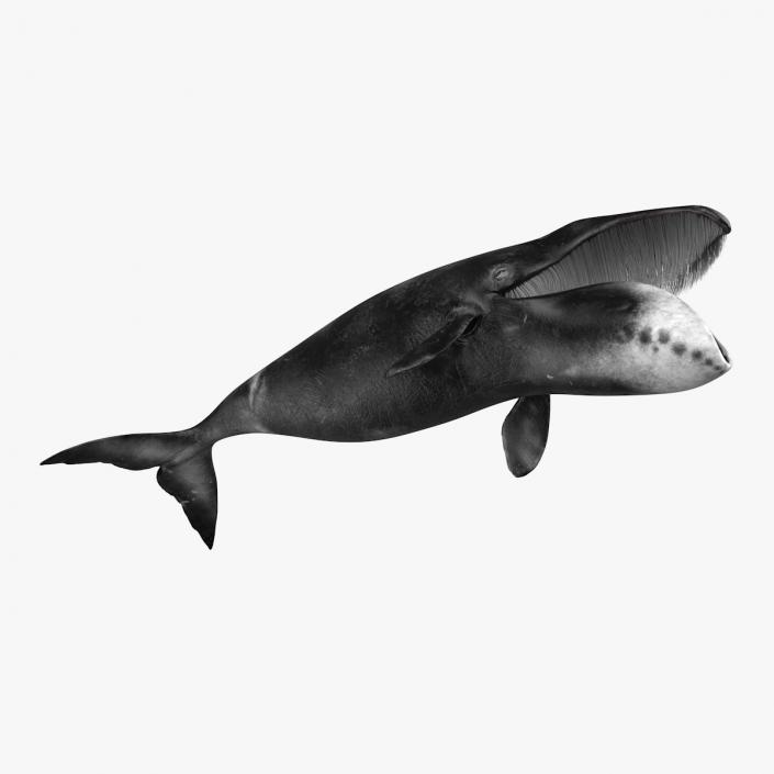 3D Greenland Right Whale