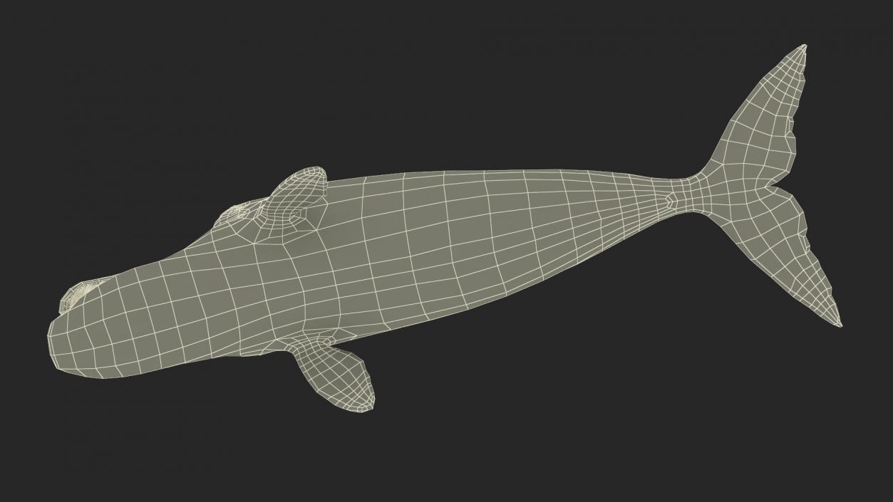 3D Greenland Right Whale