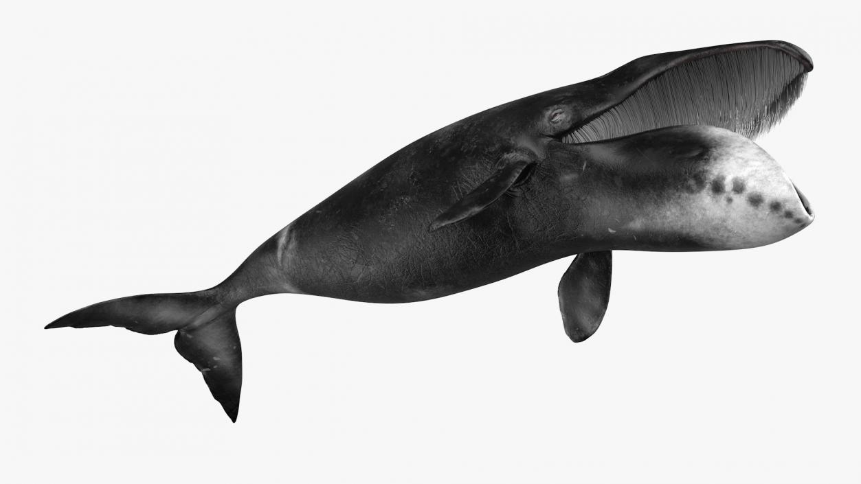 3D Greenland Right Whale