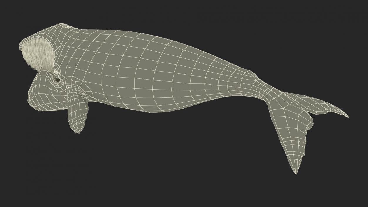 3D Greenland Right Whale