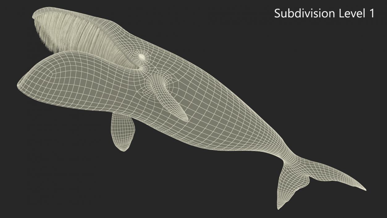 3D Greenland Right Whale