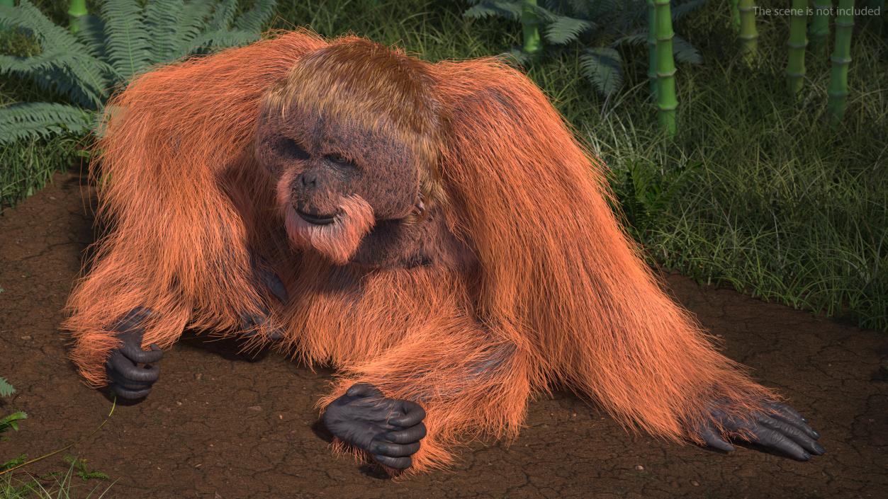 Tired Sitting Orangutan Fur 3D