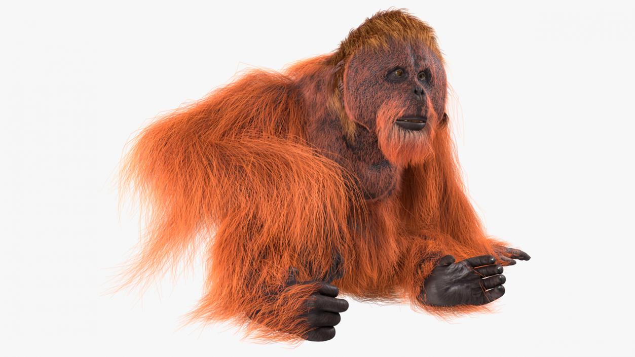 Tired Sitting Orangutan Fur 3D