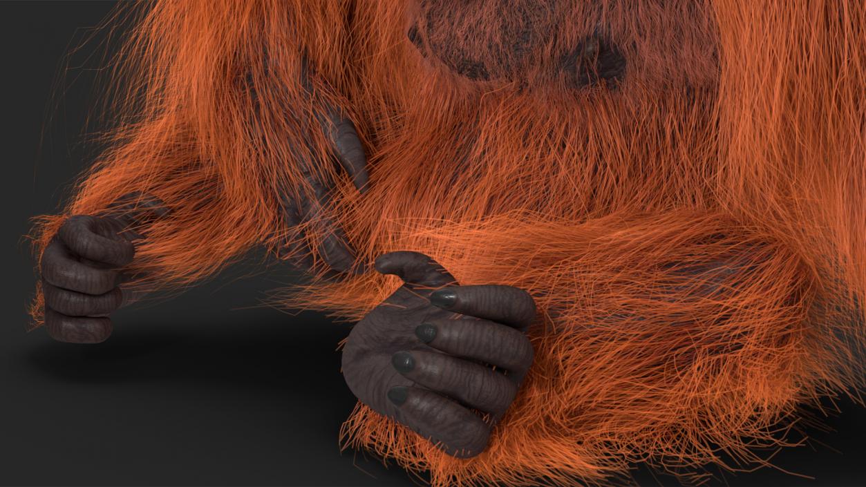 Tired Sitting Orangutan Fur 3D