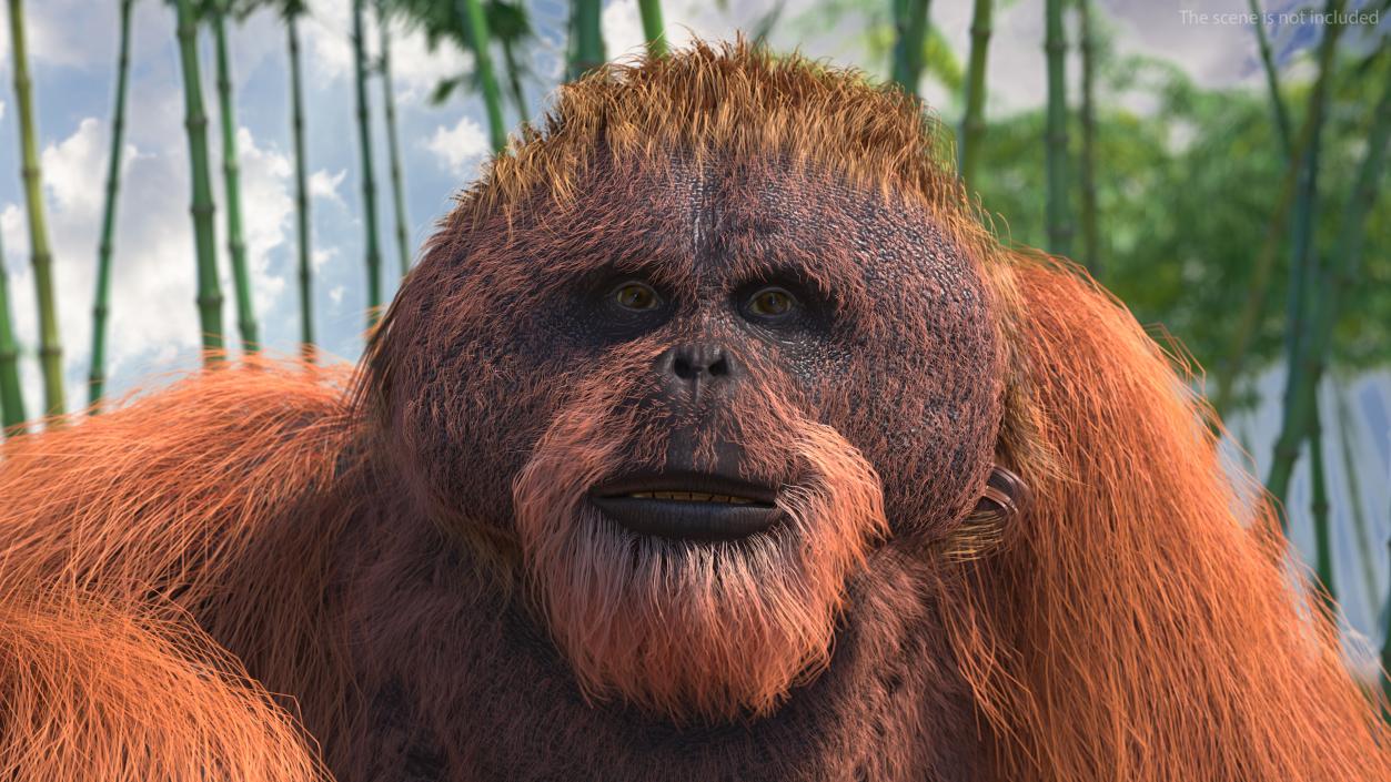 Tired Sitting Orangutan Fur 3D