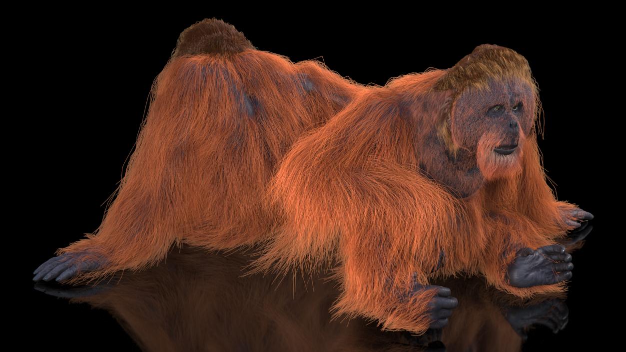 Tired Sitting Orangutan Fur 3D