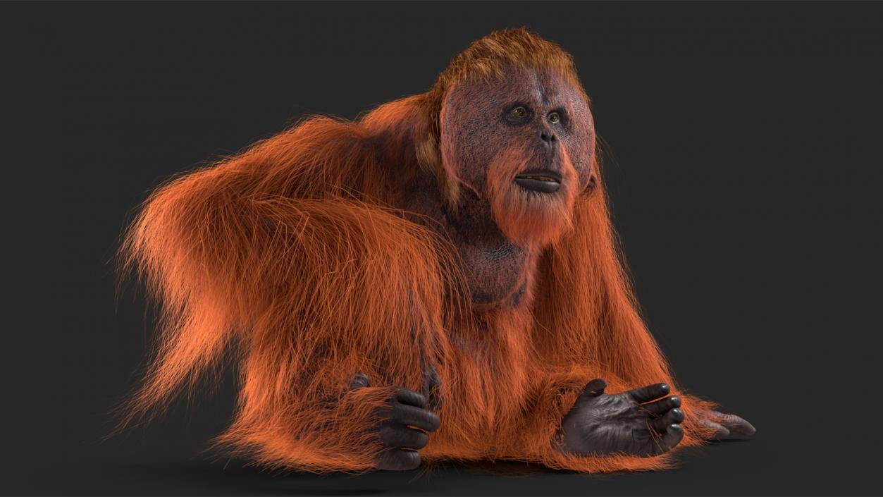 Tired Sitting Orangutan Fur 3D