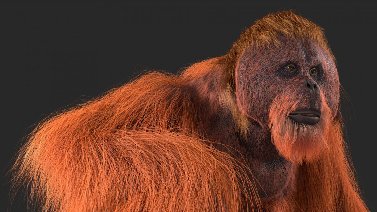 Tired Sitting Orangutan Fur 3D