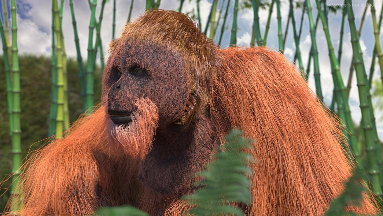 Tired Sitting Orangutan Fur 3D