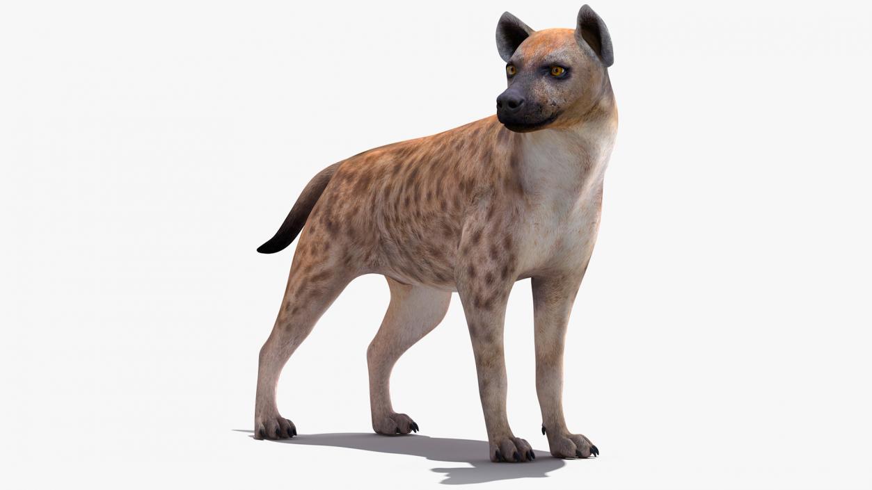 Hyena Rigged 3D