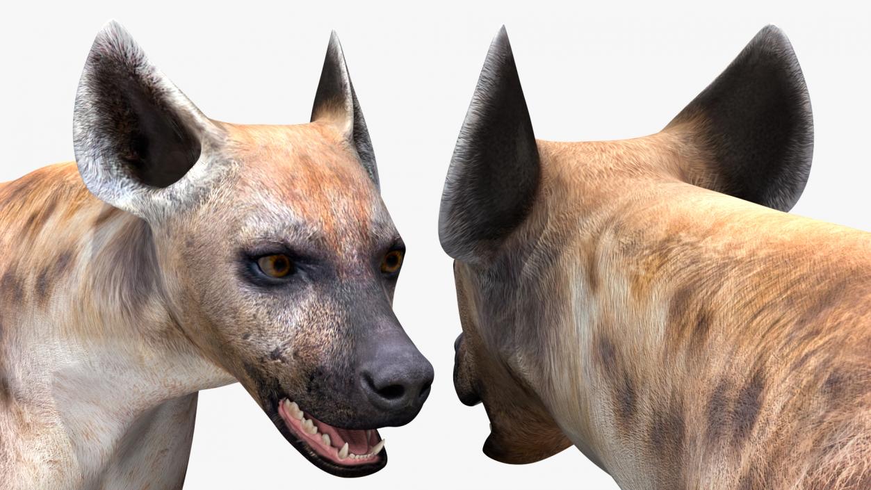 Hyena Rigged 3D