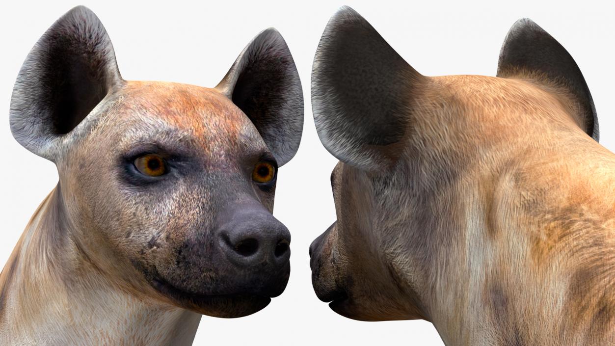 Hyena Rigged 3D