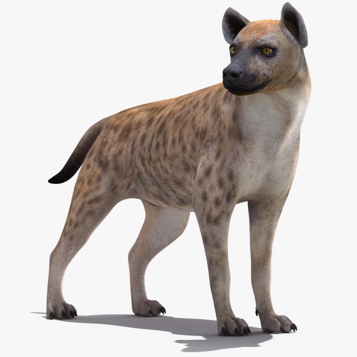 Hyena Rigged 3D