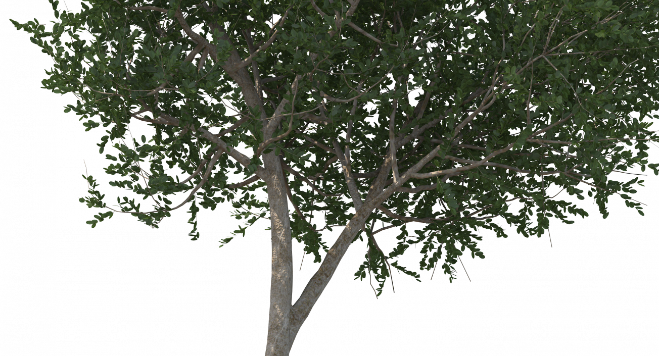 3D model Small Evergreen Tree