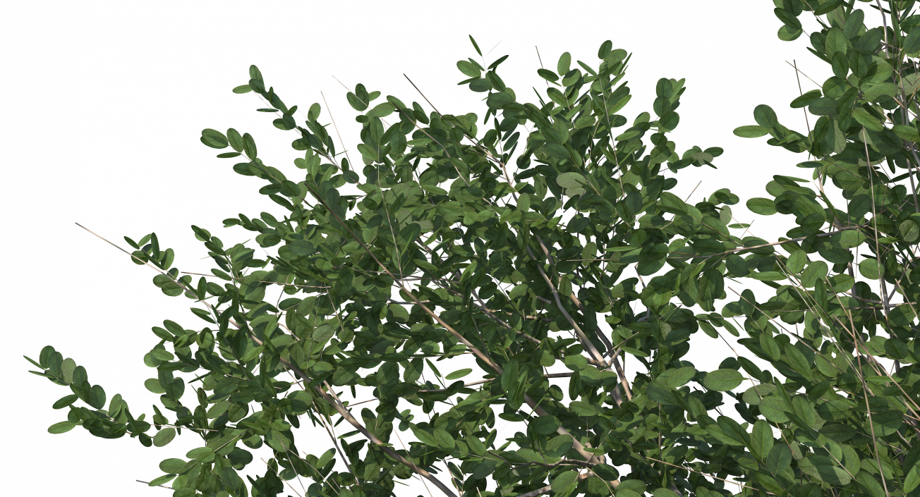 3D model Small Evergreen Tree