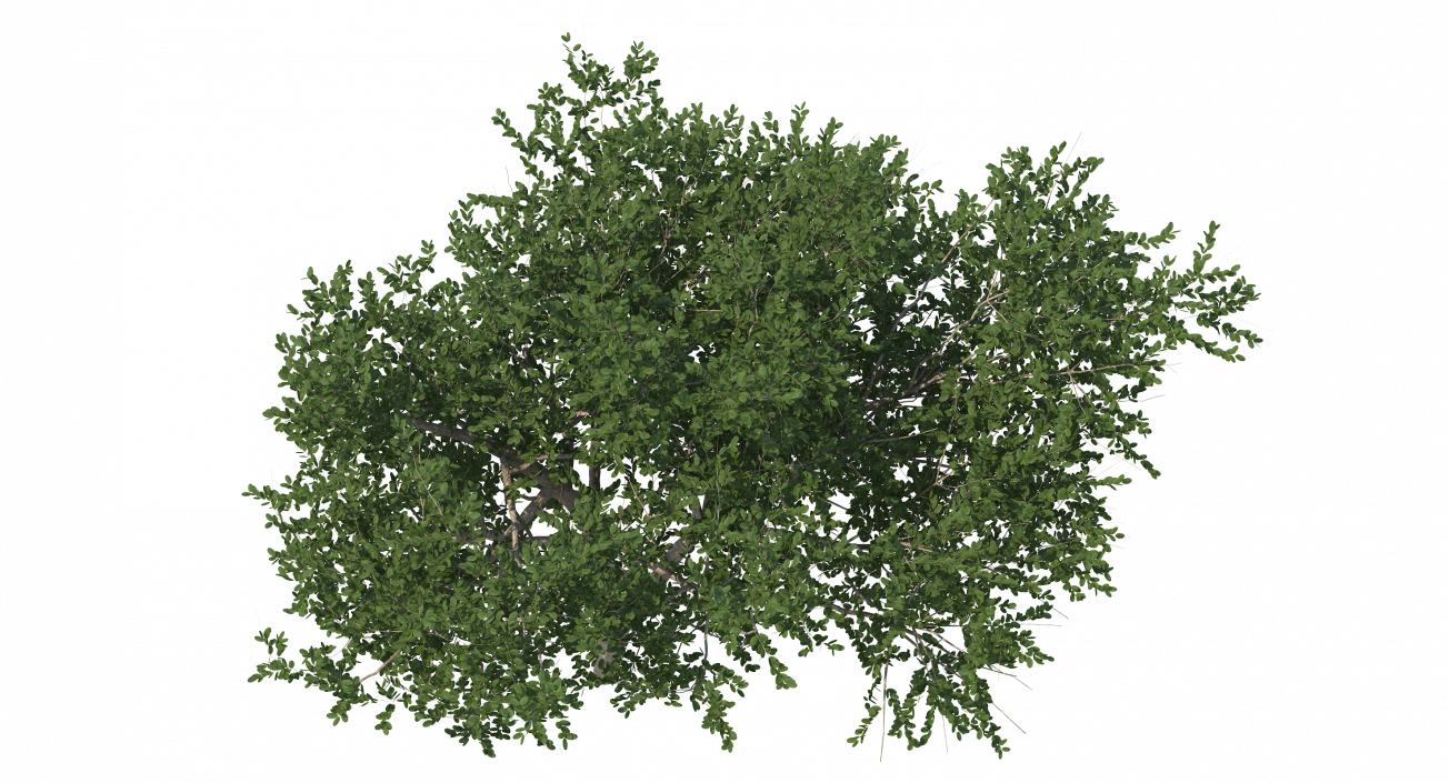 3D model Small Evergreen Tree