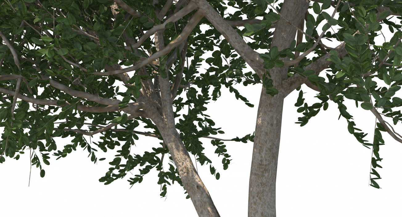 3D model Small Evergreen Tree