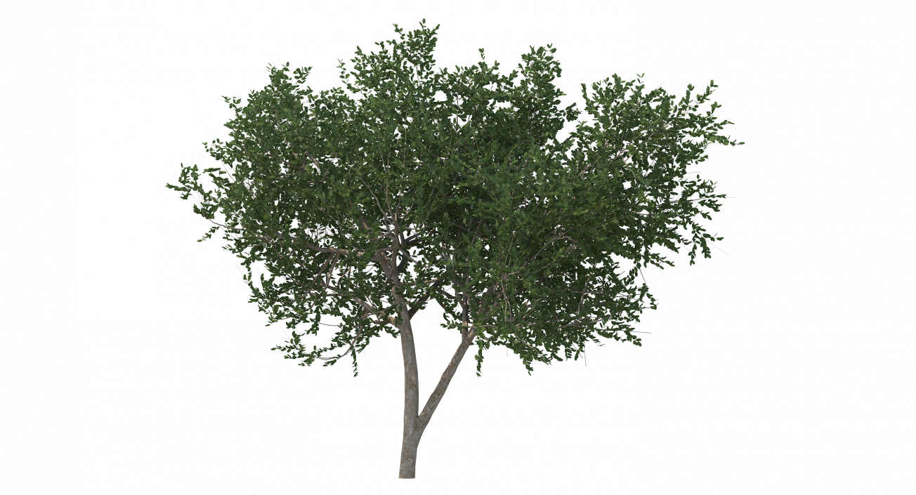 3D model Small Evergreen Tree