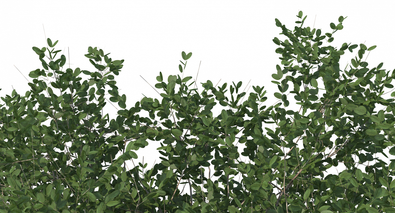 3D model Small Evergreen Tree