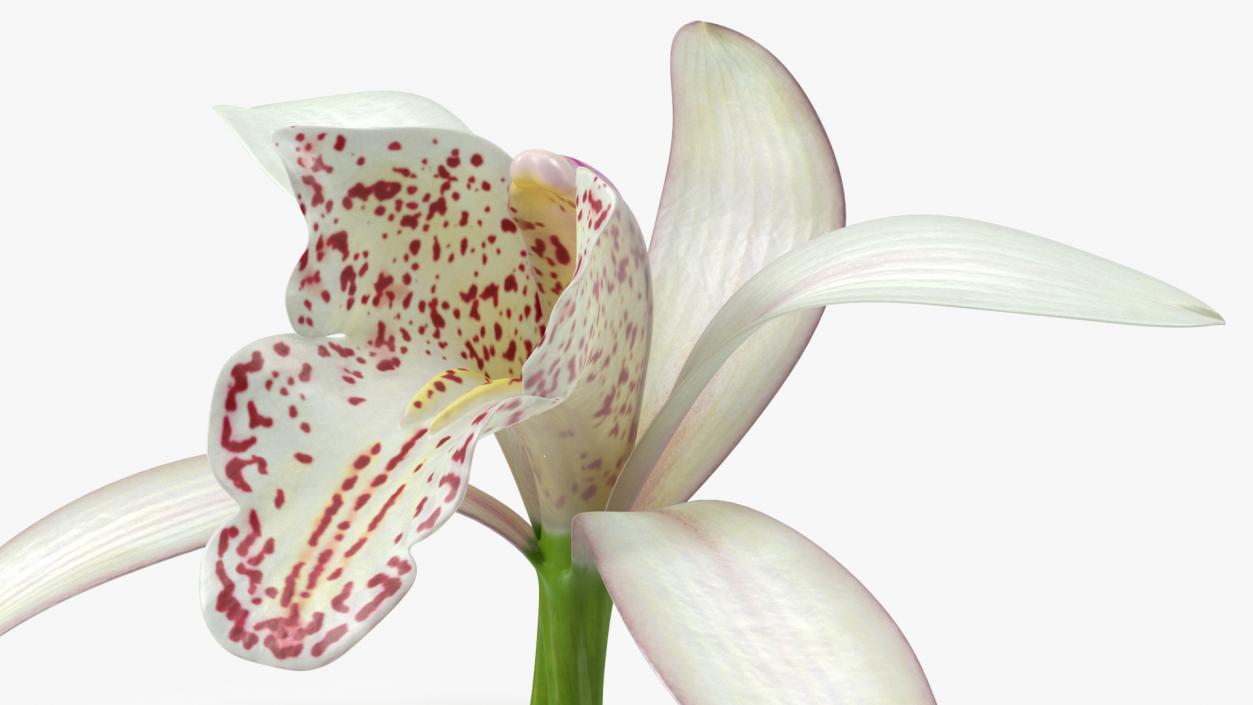 Cymbidium Orchid Flower White 3D model