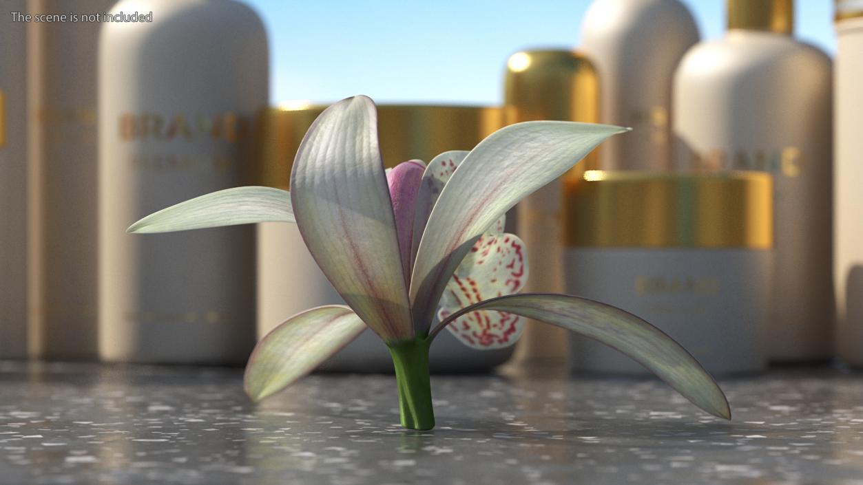 Cymbidium Orchid Flower White 3D model