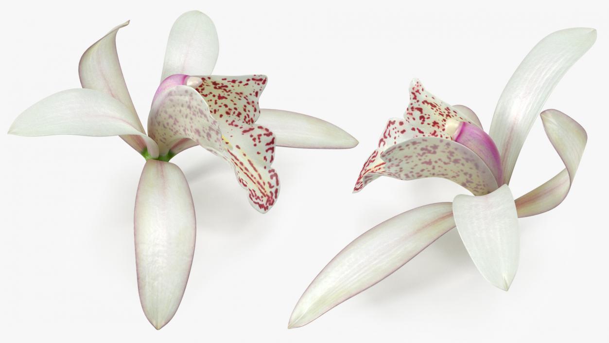 Cymbidium Orchid Flower White 3D model