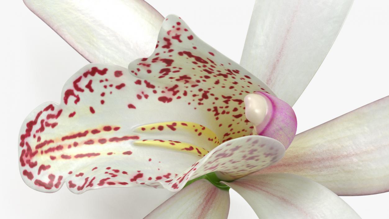 Cymbidium Orchid Flower White 3D model