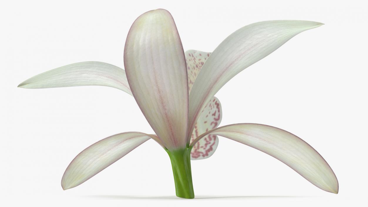 Cymbidium Orchid Flower White 3D model