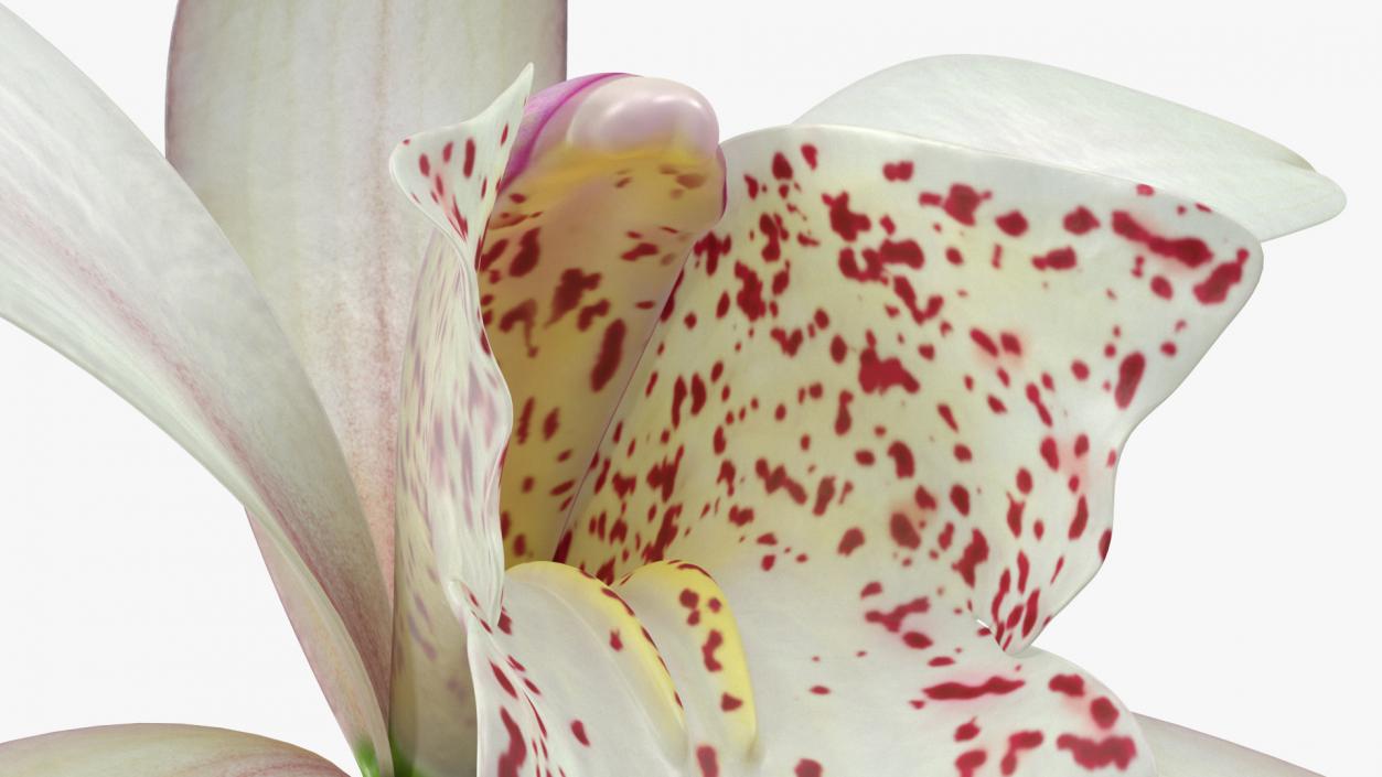 Cymbidium Orchid Flower White 3D model