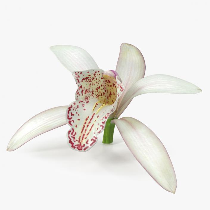 Cymbidium Orchid Flower White 3D model