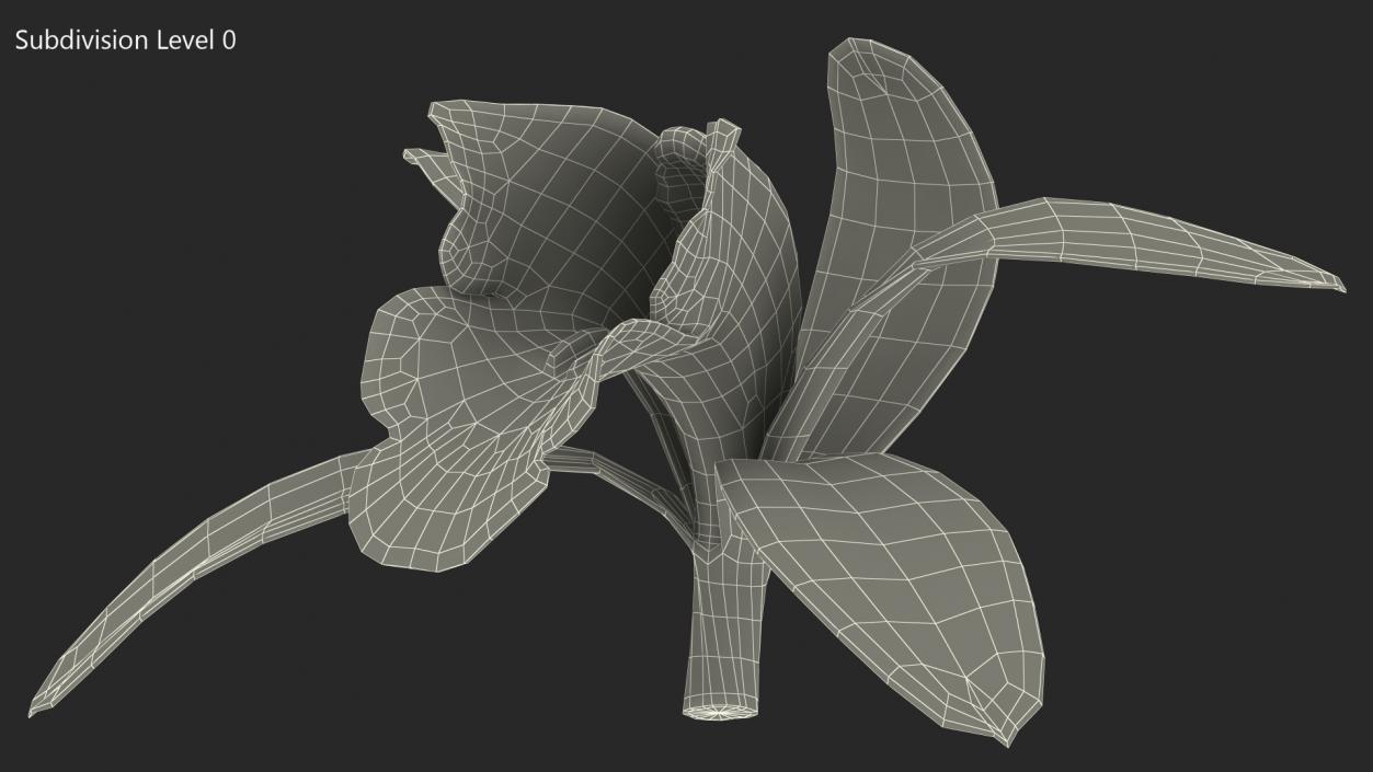 Cymbidium Orchid Flower White 3D model