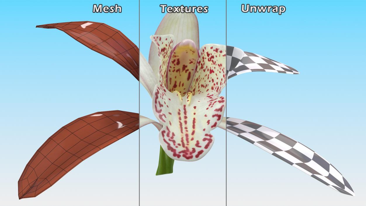 Cymbidium Orchid Flower White 3D model