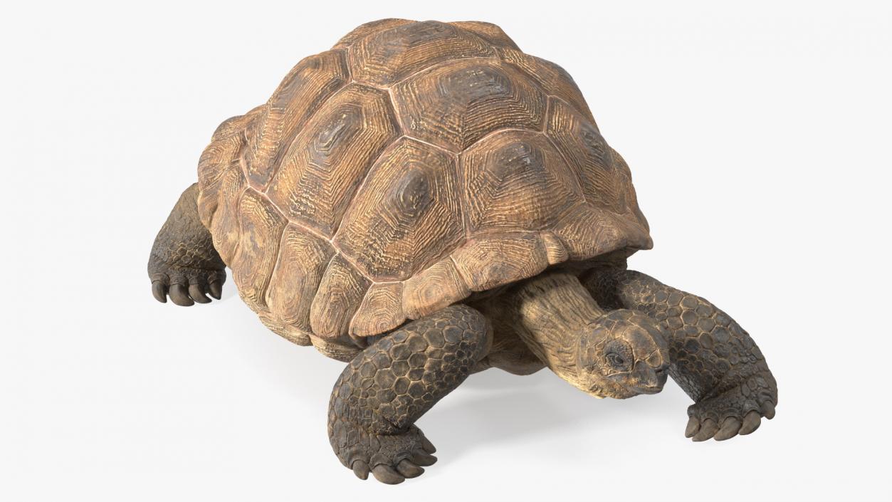 3D model Dirty Huge Tortoise Lying Pose