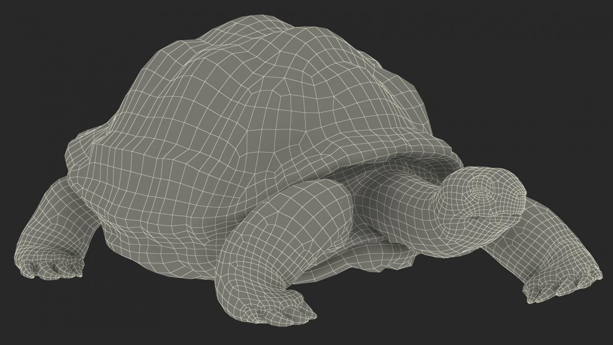 3D model Dirty Huge Tortoise Lying Pose