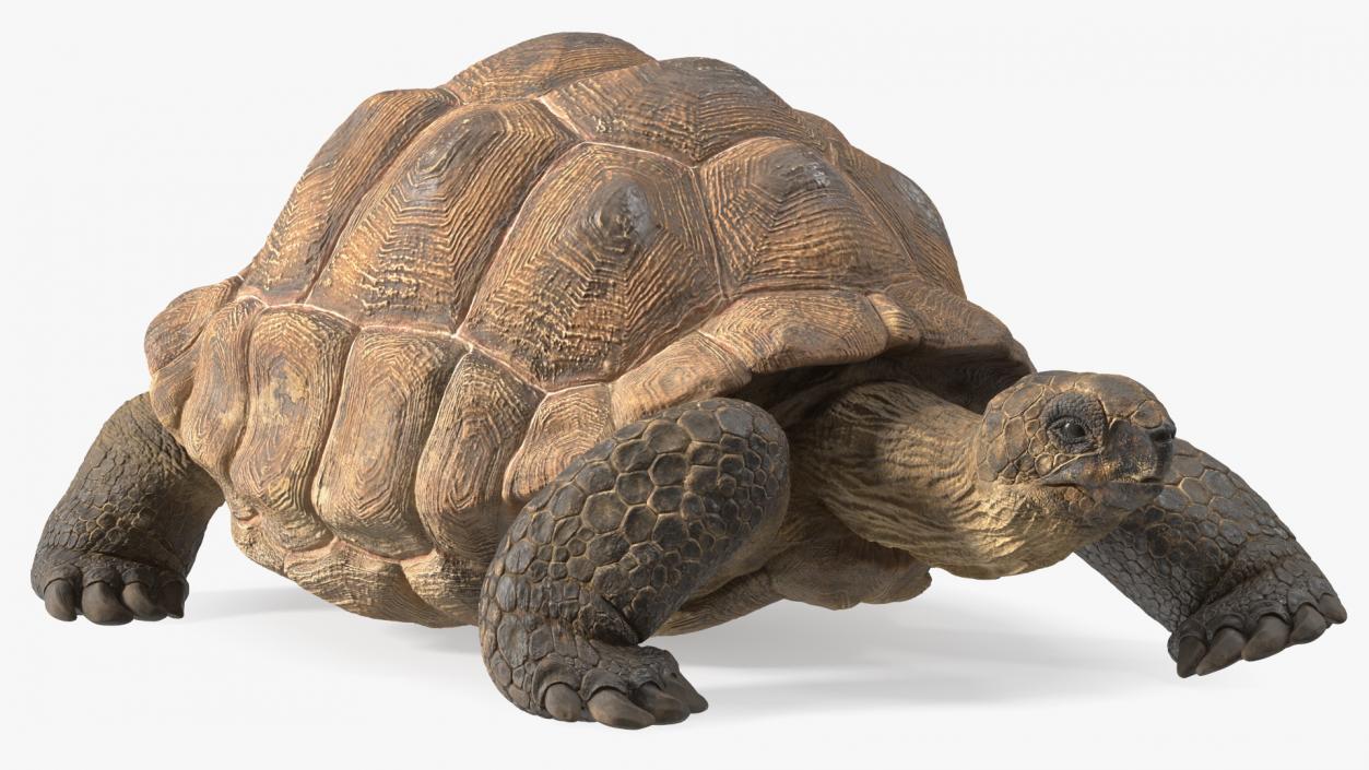 3D model Dirty Huge Tortoise Lying Pose