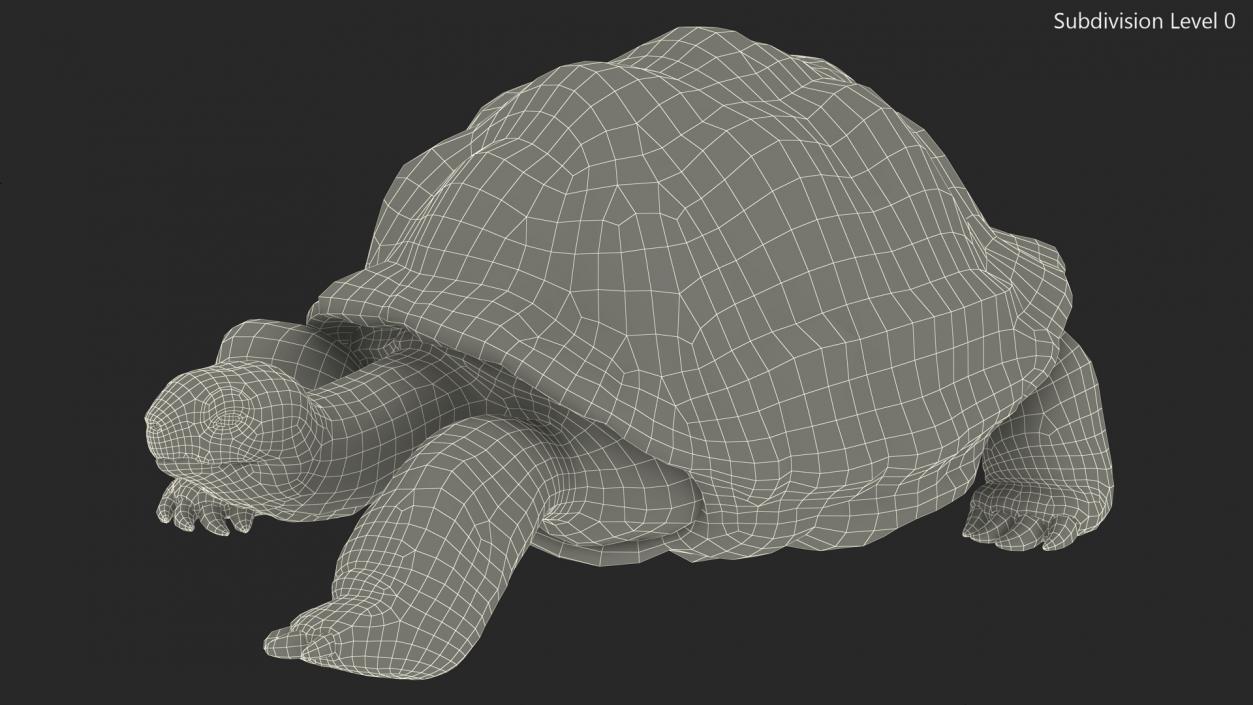 3D model Dirty Huge Tortoise Lying Pose