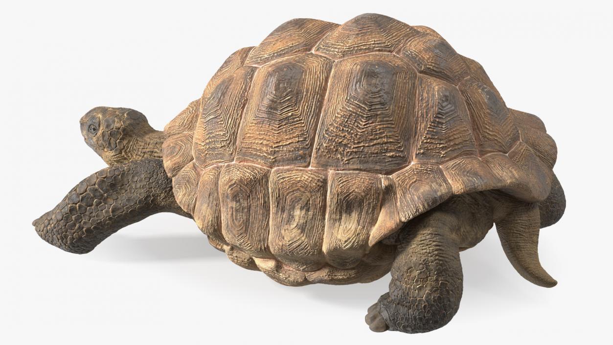 3D model Dirty Huge Tortoise Lying Pose