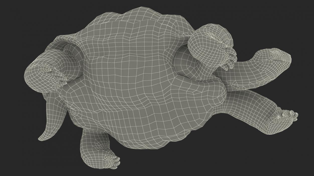 3D model Dirty Huge Tortoise Lying Pose